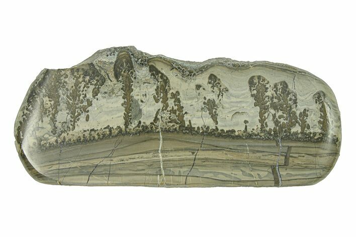Triassic Aged Stromatolite Fossil - England #285835